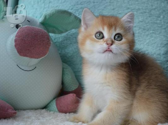 PoulaTo: British Shorthair Kittens